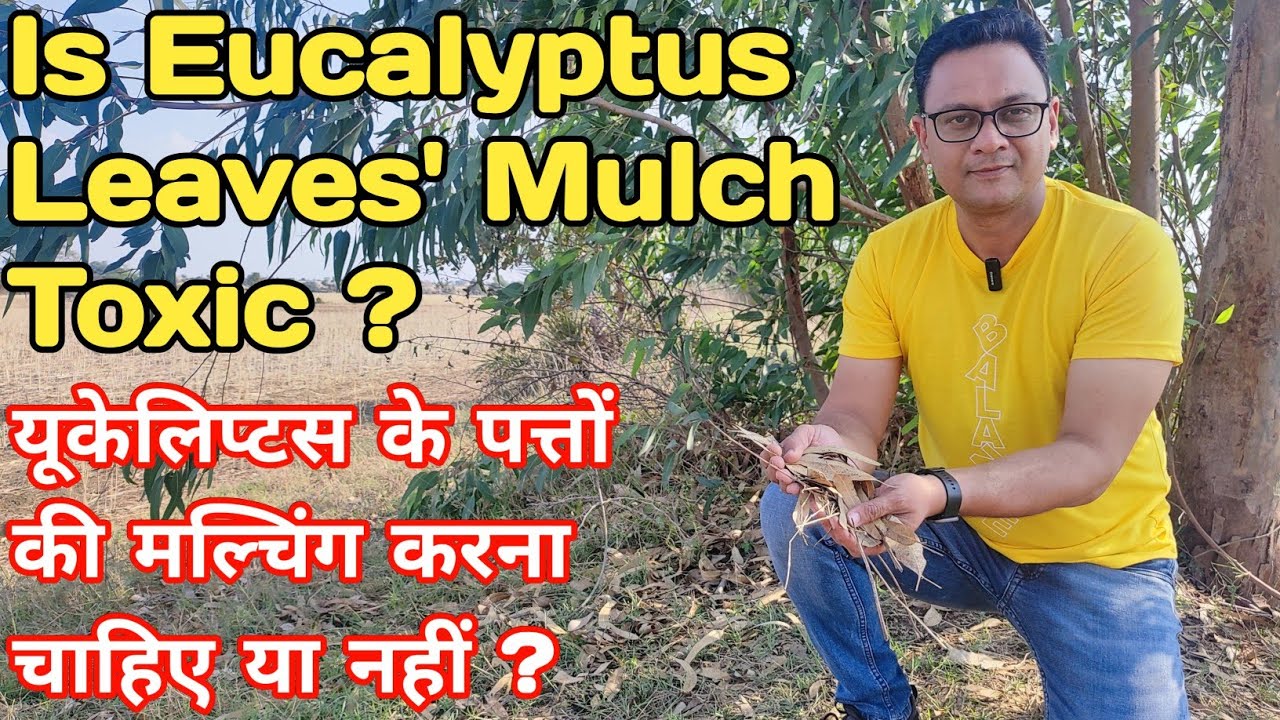 Is Eucalyptus leaves' mulch toxic? यूकेलिप्टस के पत्तों की मल्चिंग करना चाहिए या नहीं ?
