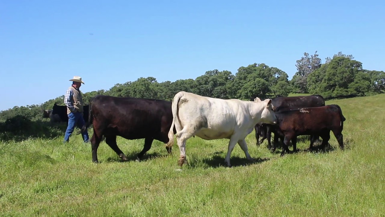 Spring Grazing Season