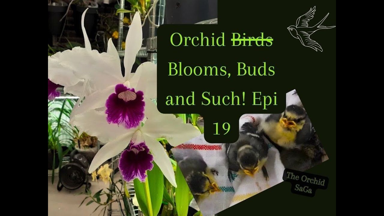 Blooms Buds and Such epi 19