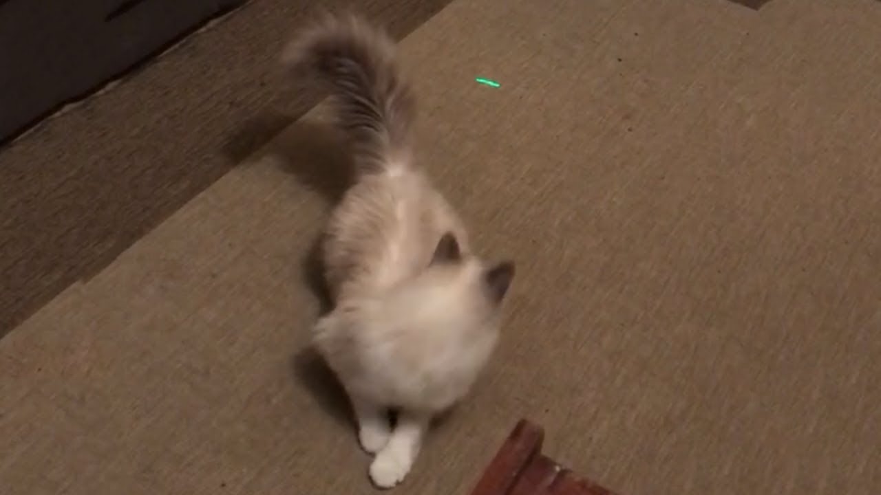 NANI?! ネコ Doriftu!