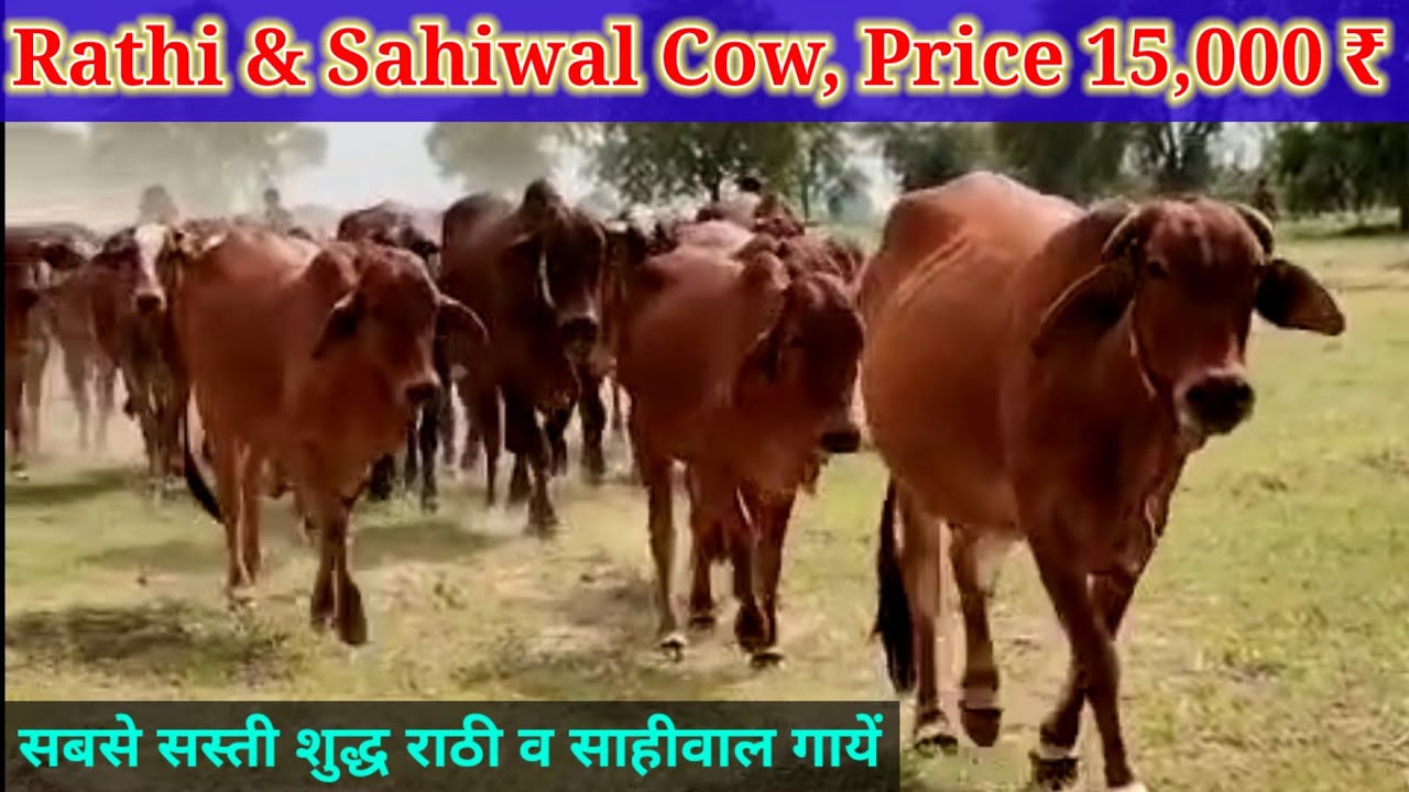 Rathi & Sahiwal Cow, Price 15,000 ₹, शुद्ध राठी और साहीवाल गायें सबसे सस्ती उपलब्ध @PremAgroFarm 
