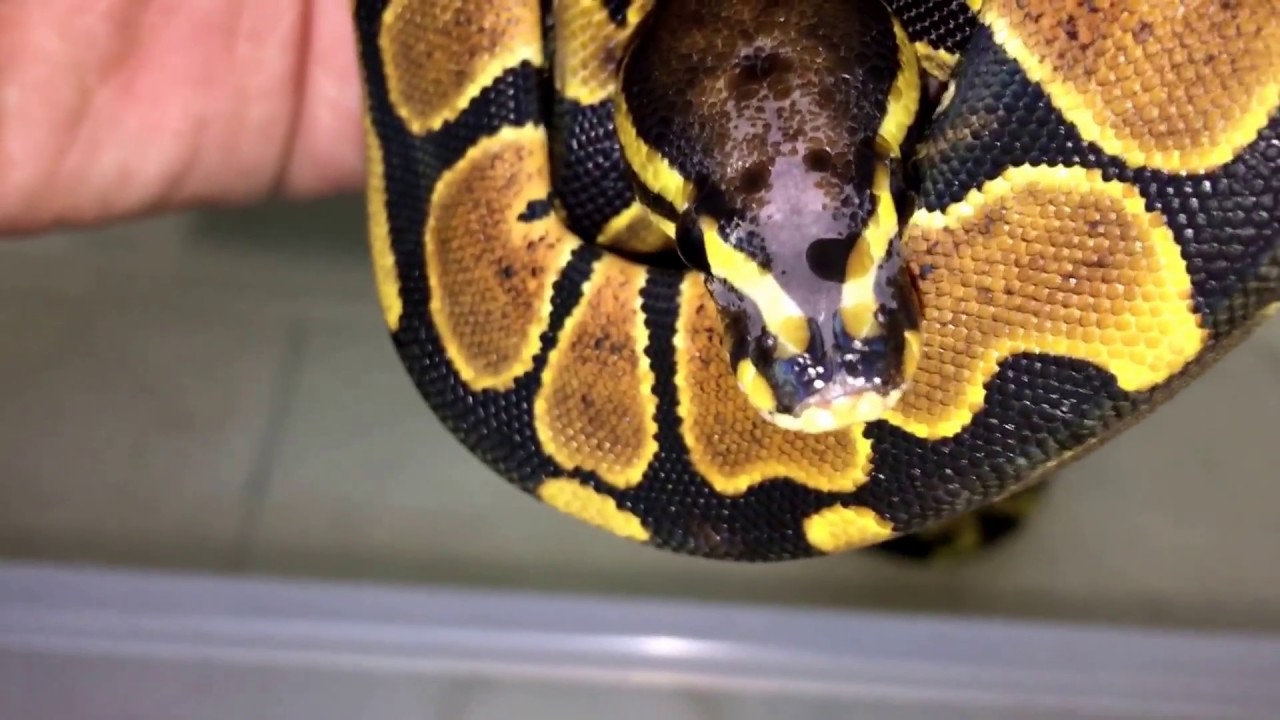 SCALELESS HEAD BALLPYTHON!!!!