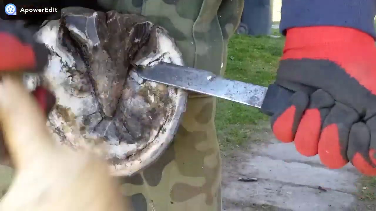 Werkowanie/rozczyszczanie kopyt klaczy zimnokrwistej cz. 2, horse shoeing part 2