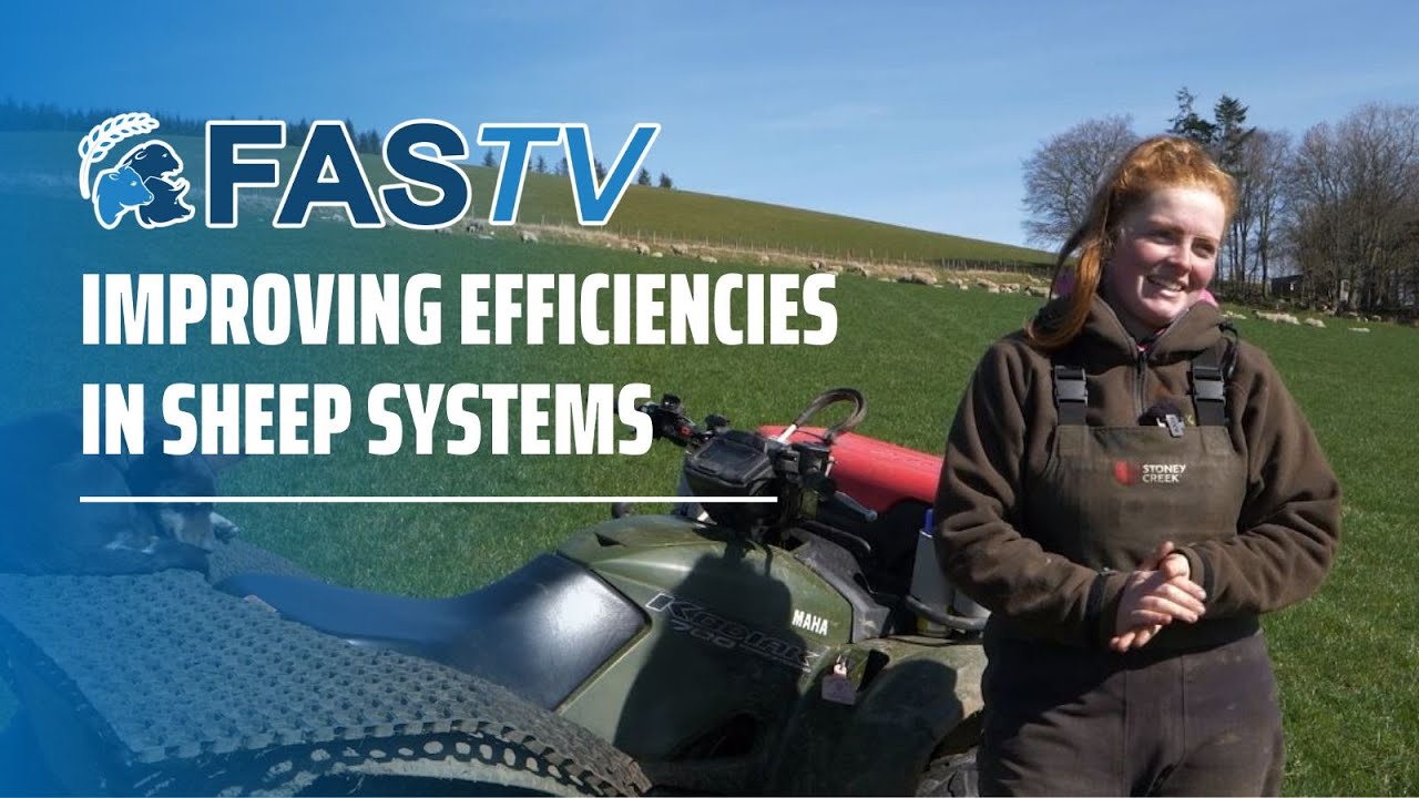 FAS TV S3 Ep3: Improving Efficiencies in Sheep Systems