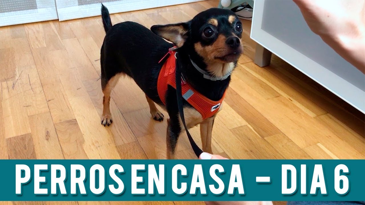 Cómo Enseñar Perro Tumbarse Y Sentarse   | Día 6