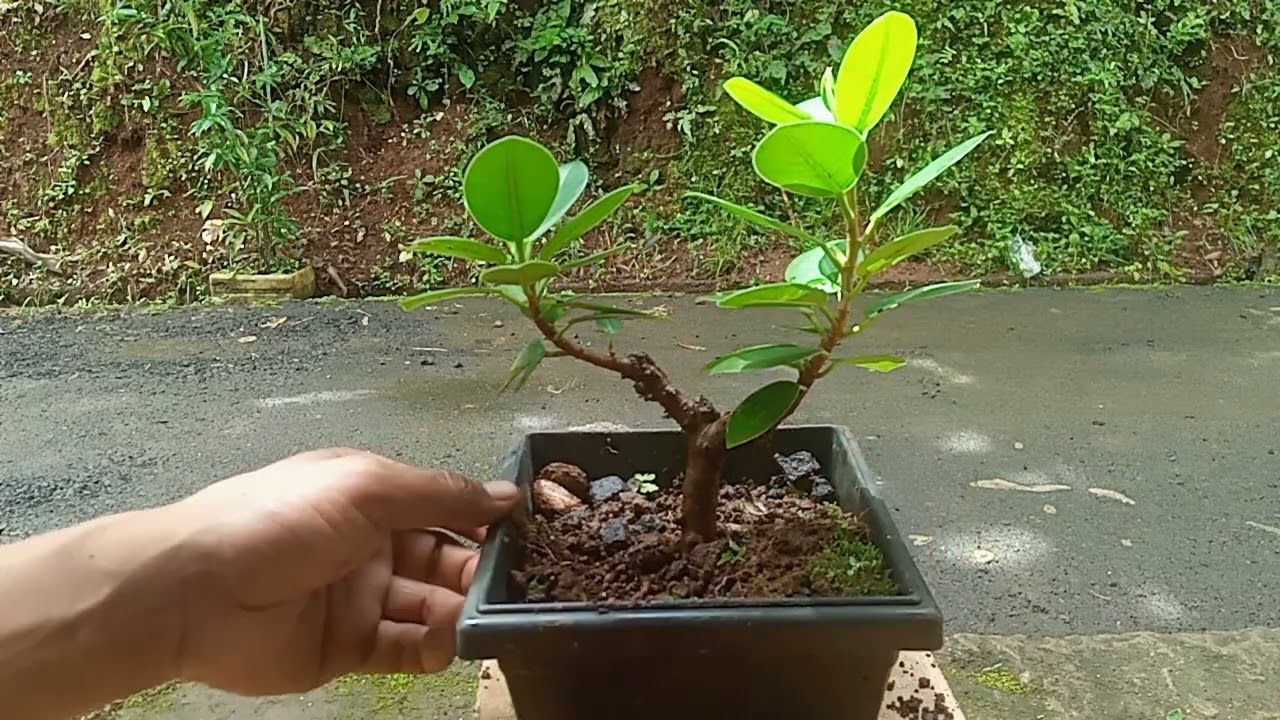 Bonsai beringin dolar #beringindolar #bonsai #caraperawatanbonsai #bonsaiindonesia #hiburan