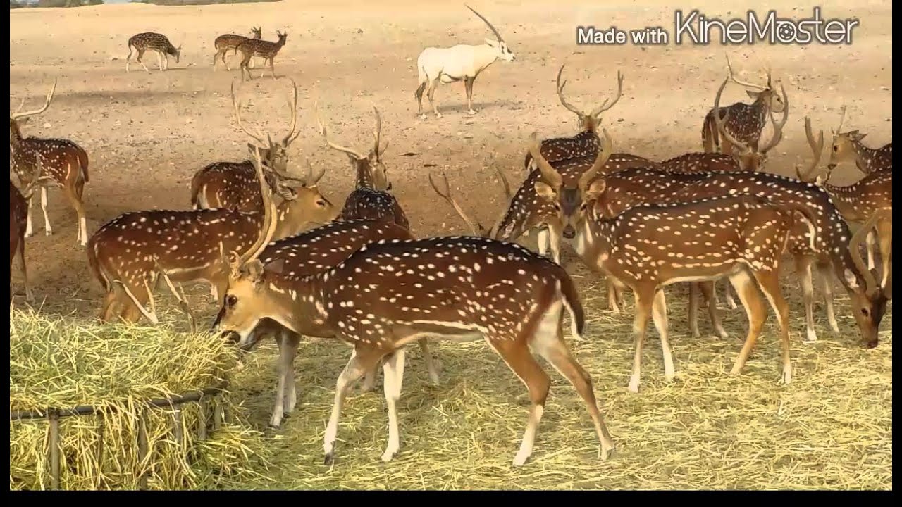 رحلة إلى جزيرة صير بني ياس