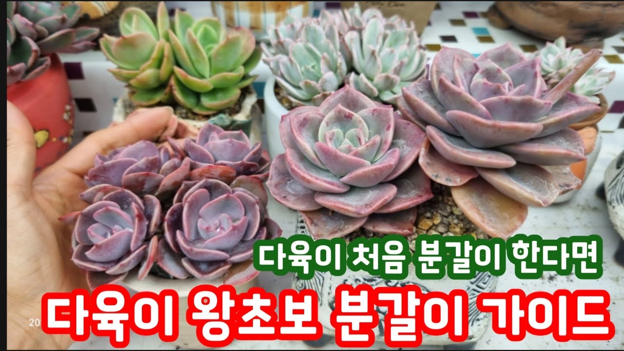 다육이 왕초보, 첫 분갈이는 이렇게 하세요 ~🌸 다육이 처분 샀을 때 어떻게 분갈이 할까 고민하셨나요~? 다육이 분갈이 방법 알려드립니다~