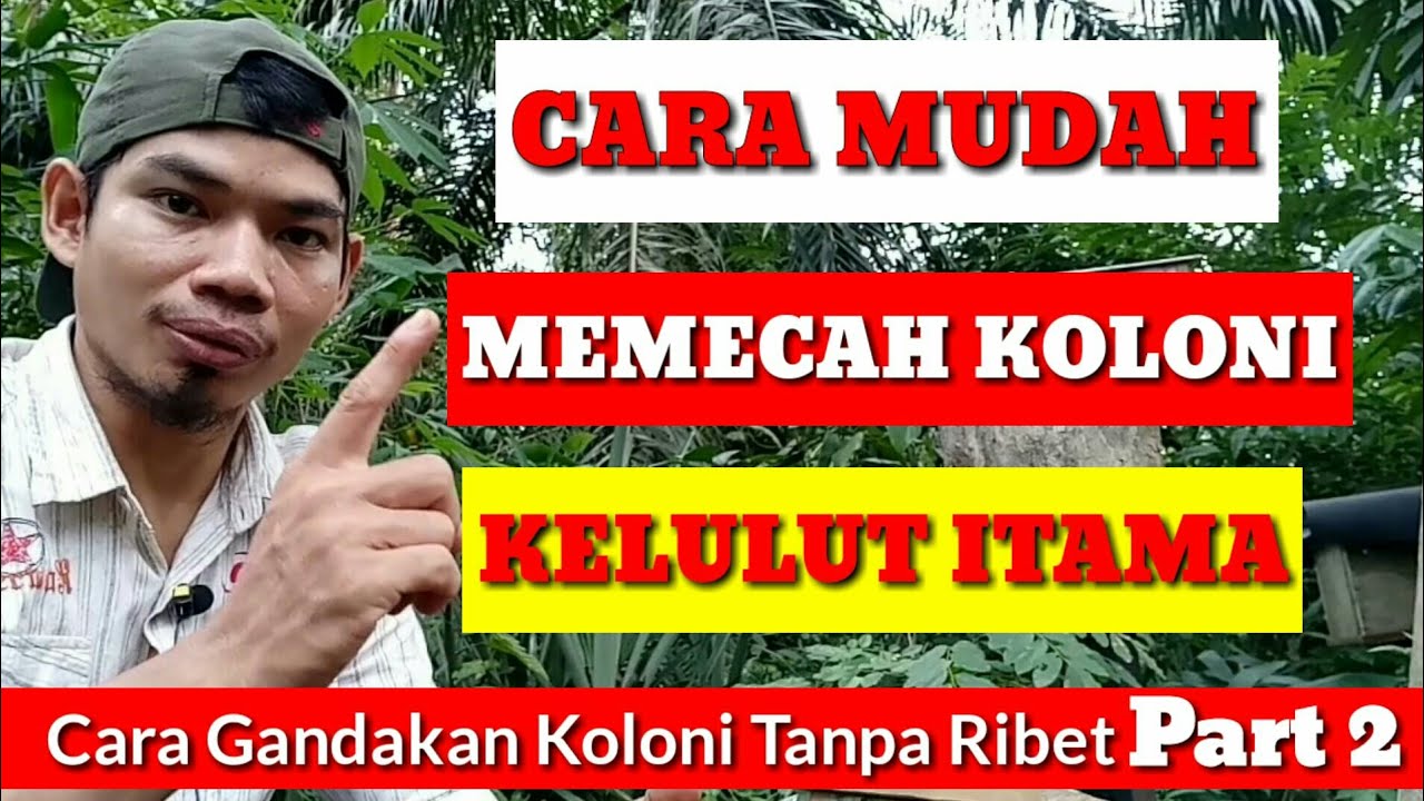 cara mudah memecah koloni kelulut itama, Heterotrigona Itama