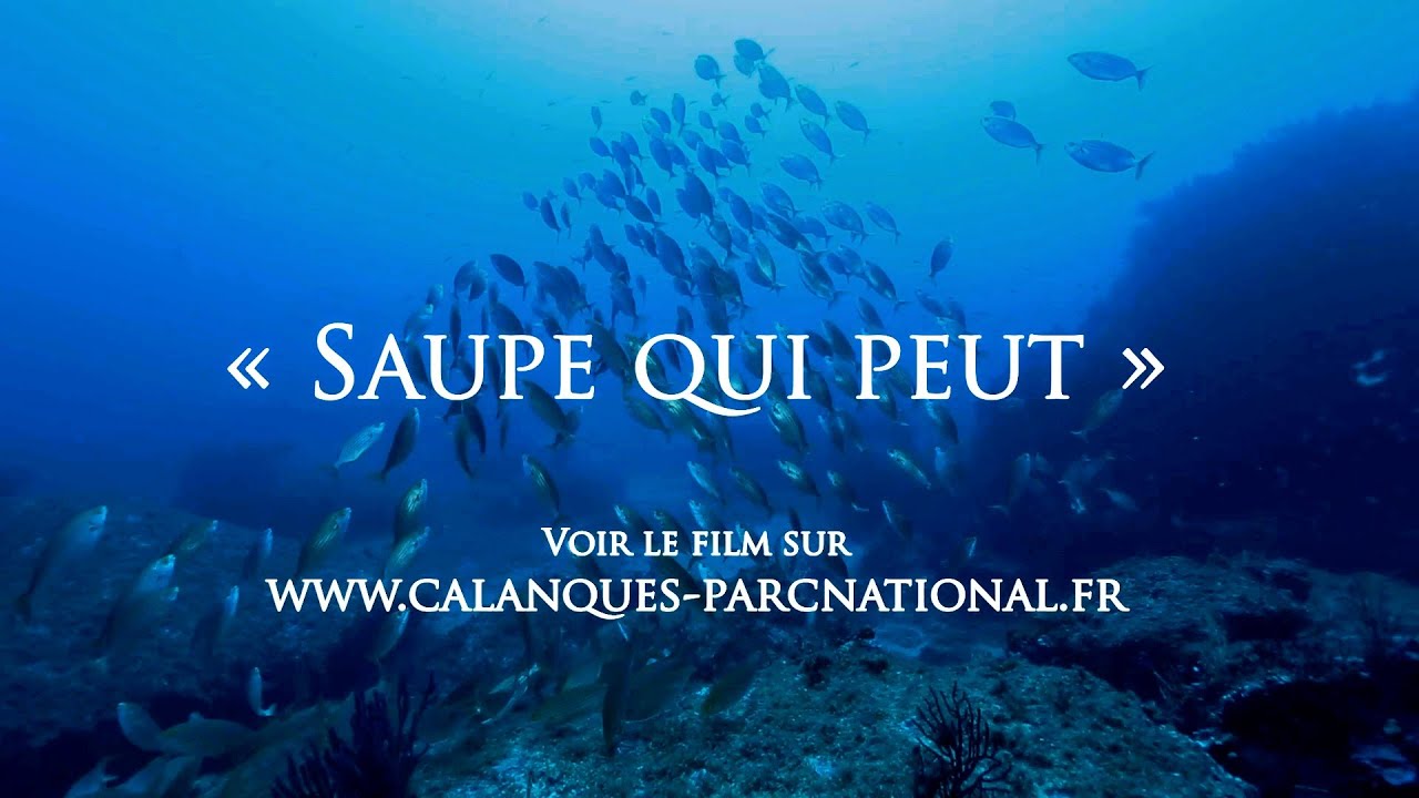 Saupe qui peut