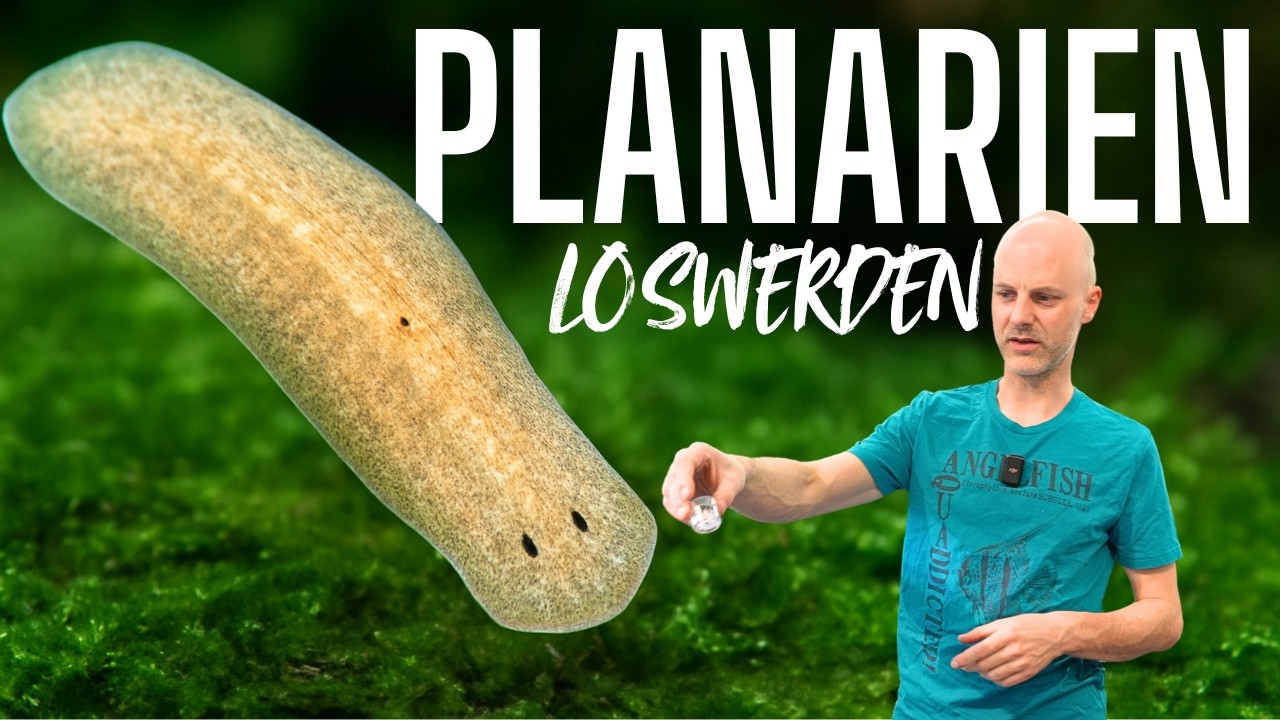 Planarien im Aquarium – Gefahr oder harmlos? | So wirst du sie los!