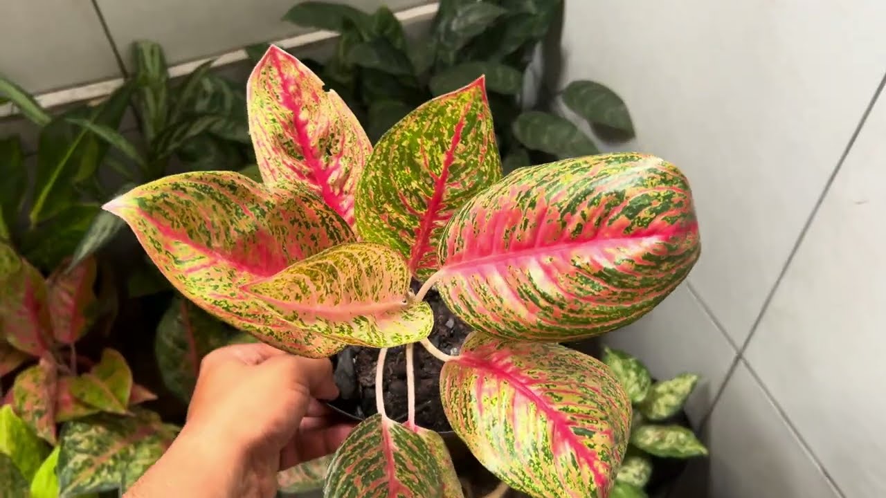 Novas aglaonemas!
