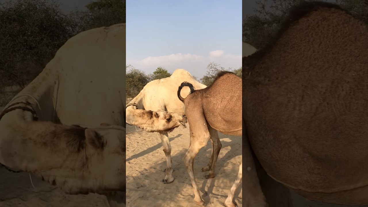Camel testing system #camelslife #جمل_الصحراء #shorts