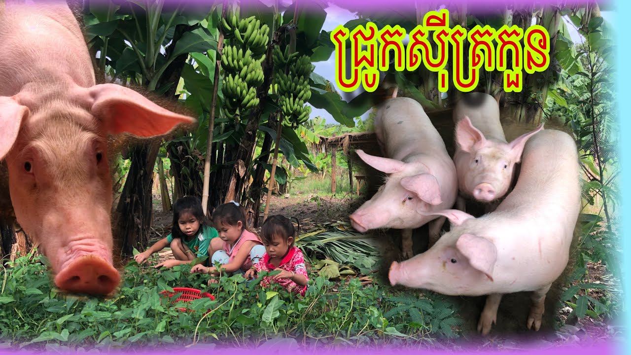 ក្មេងៗអោយចំណីជ្រូក🐖🐖