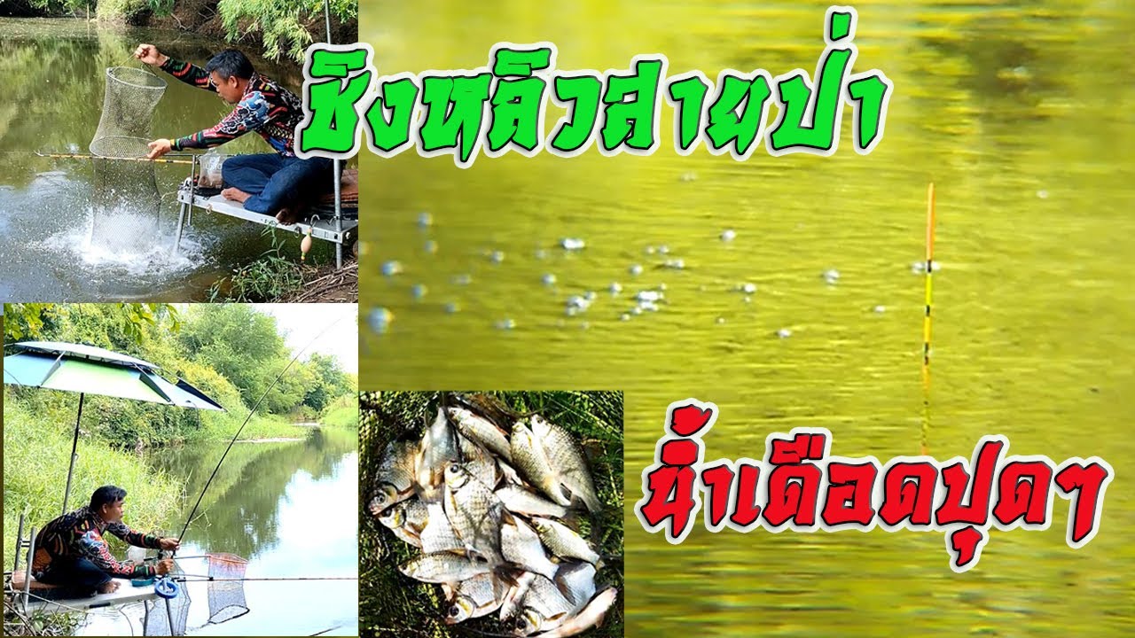 EP112 ตกปลาหมายธรรมชาติ ตกชิงหลิวคลองสาขาแม่น้ำป่าสัก จ.ลพบุรี กับไม้ตาย2ตะขอ 