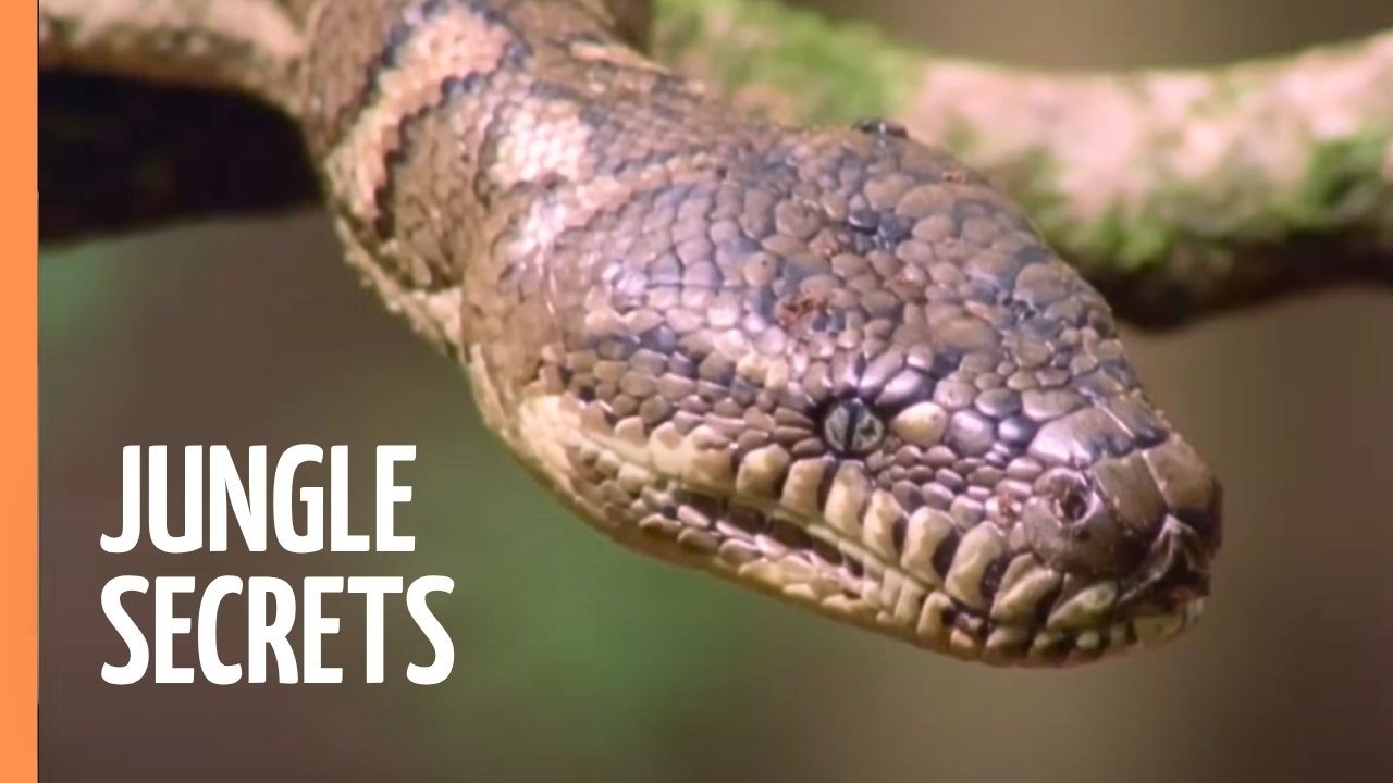 Inside Asia&rsquo;s Wildest Jungles | Full Documentary