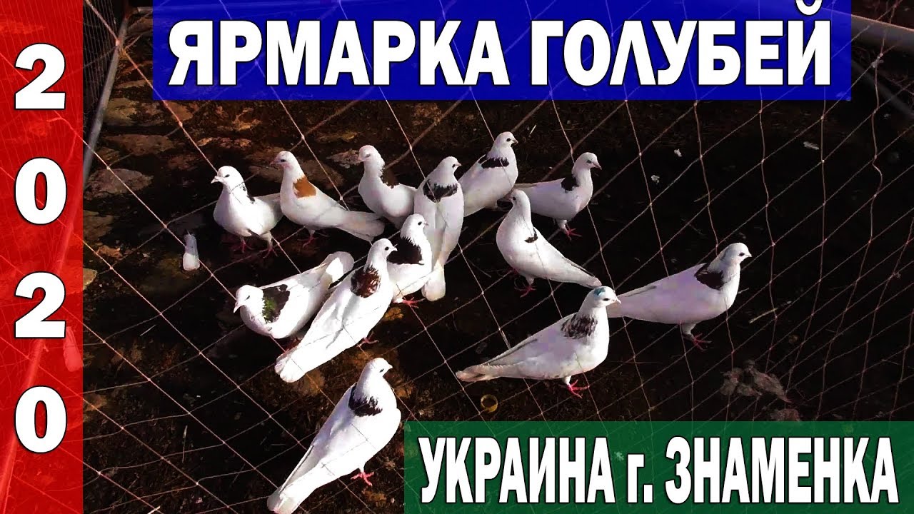 Ярмарка голубей и другой живности в Украине г. Знаменка | 2 ЧАСТЬ 29.02.20