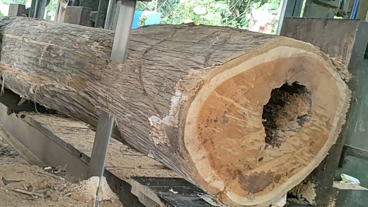 The surprising discovery of a snake's nest in a hollow teak wood 