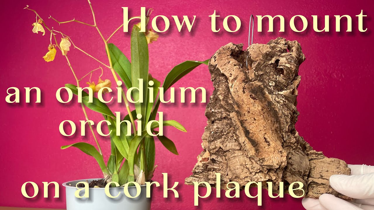 How to mount an oncidium orchid on a mount | Tutorial | How to mount an orchid