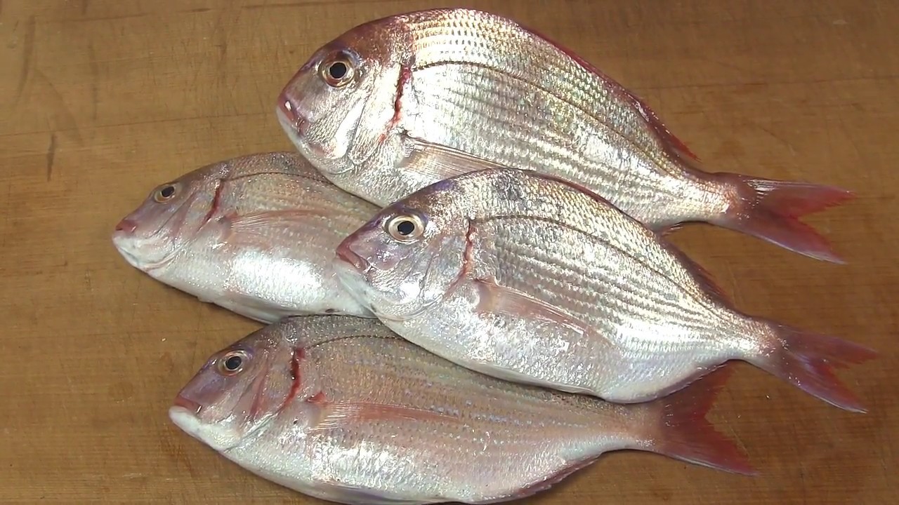 チダイのさばき方と握りの作り方 寿司屋の仕込み how to fillet a Crimson sea bream and make sushi