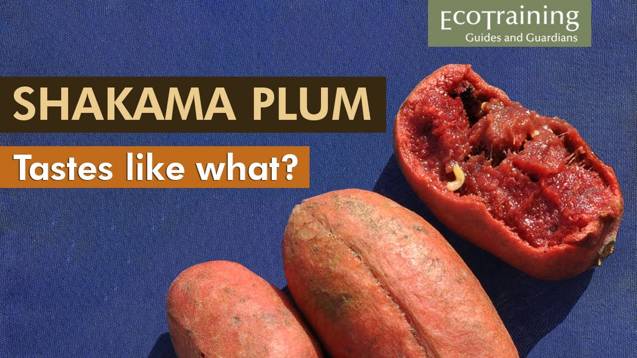 Flora Fridays: Shakama plum | Hexalobus monopetalus