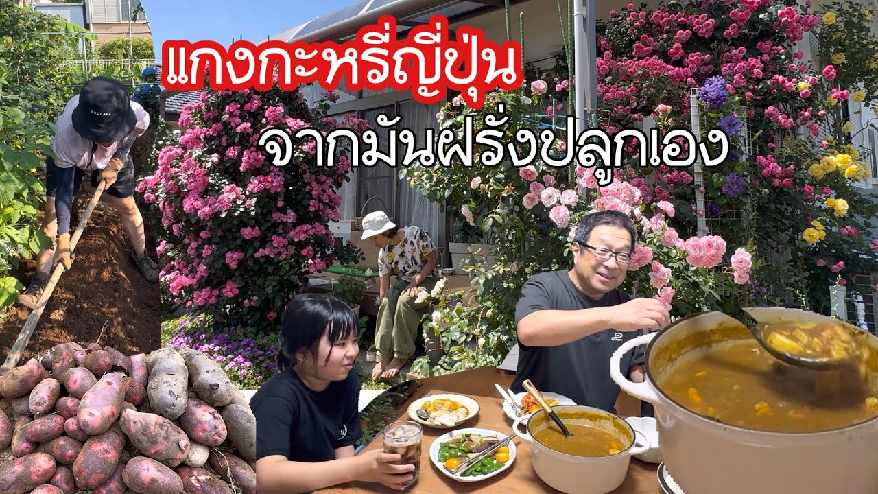 ทำแกงกะหรี่ญี่ปุ่นกินกับผักหน้าร้อนและปลูกมันฝรั่งไว้กินหน้าหนาว