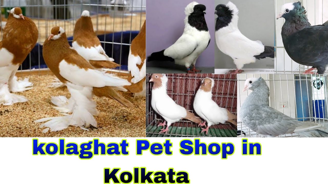 Kolaghat Pet Shop in Kolkata fancy pigeon Low price কোলাঘাটের পাখি পায়রা এবং রঙিন মাছের দোকান 