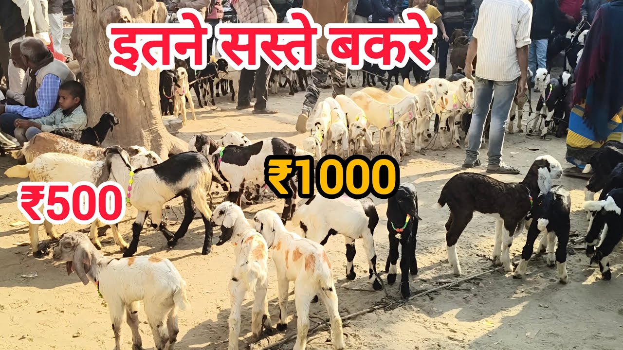 Bakra Mandi || Murgi Bazar || Bakri Bazar 