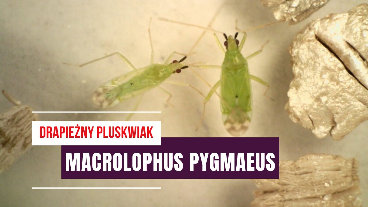 Macrolophus pygmaeus | Naturalny wr&oacute;g mączlika