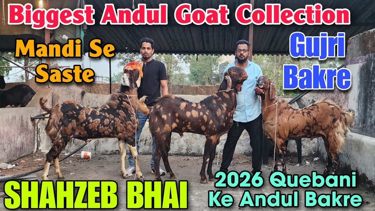 2026 Biggest Andul Goat Collection At SHAHZEB BHAI | 2026 Qurbani Ke Bakre In Padgha Bhiwandi 