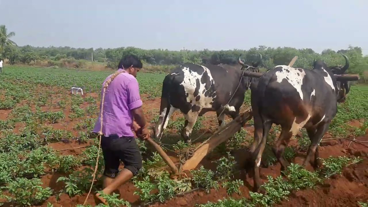 ONE MONTH POTATO CROP TREATED WITH TRICHODERMA PSEUDOMONAS ,AMC AND BEAUVERIA BASSIANA