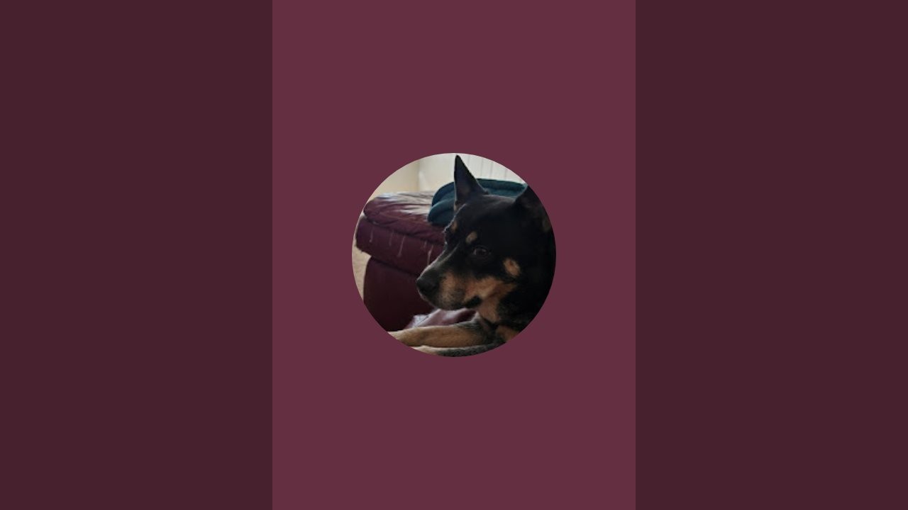 Mischief the Cattle Dog is live so come along with us.