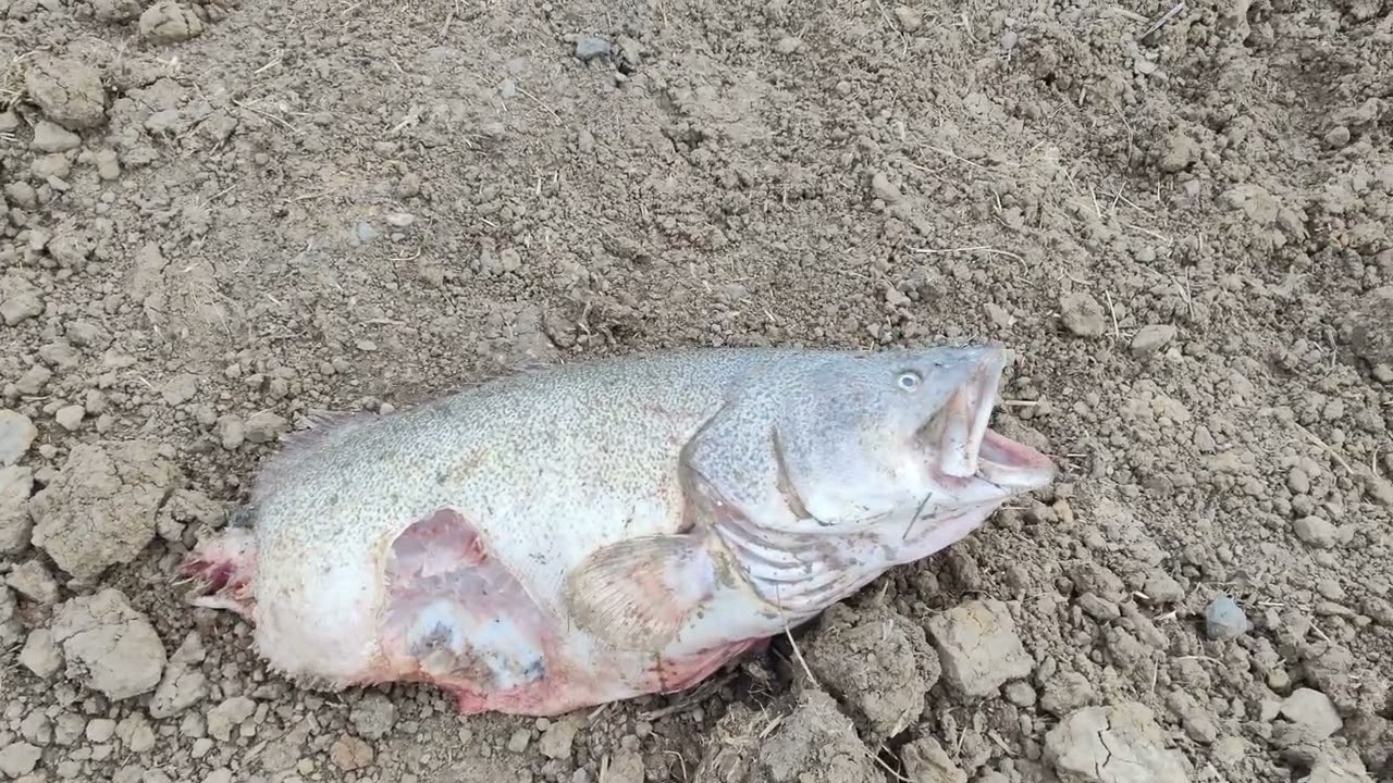 Sad Footage: Huge Murray Cod Found Dead In Dry Channel