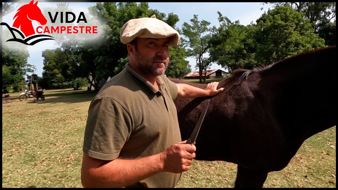 CUIDADO EN LOS VASOS DE LOS CABALLOS EN VERANO