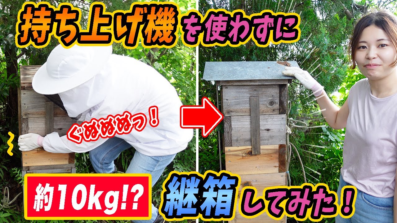 ニホンミツバチの巣箱、持ち上げ機を使わずに継箱したら...！？