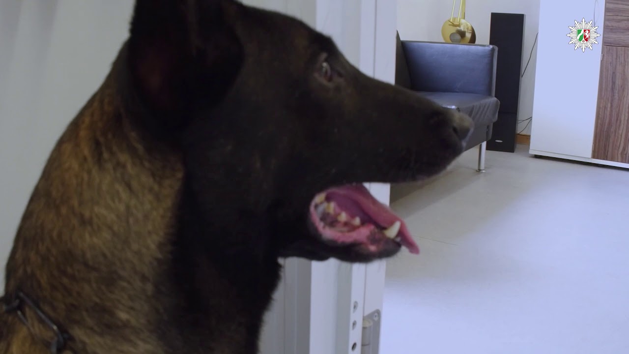 Nordrhein-westf&auml;lische Polizeihunde k&ouml;nnen jetzt auch Datentr&auml;ger erschn&uuml;ffeln