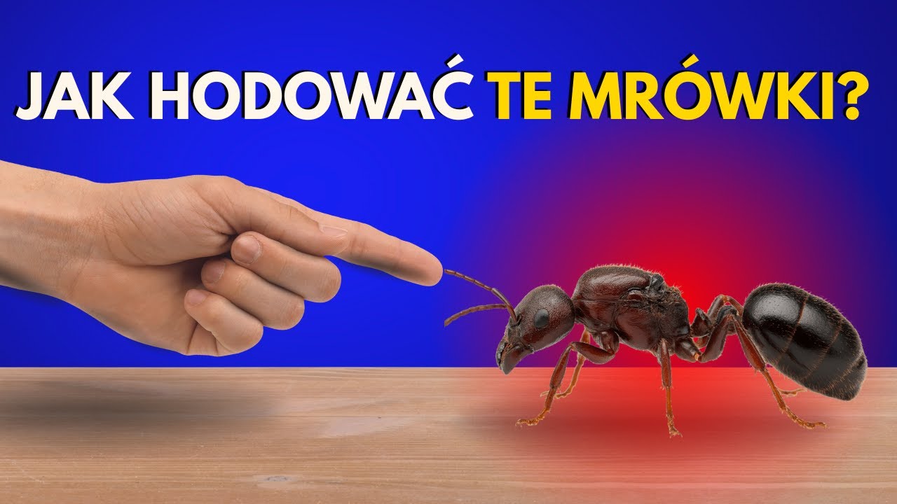 Największe wyzwanie w hodowli mrówek? Carebara diversa!