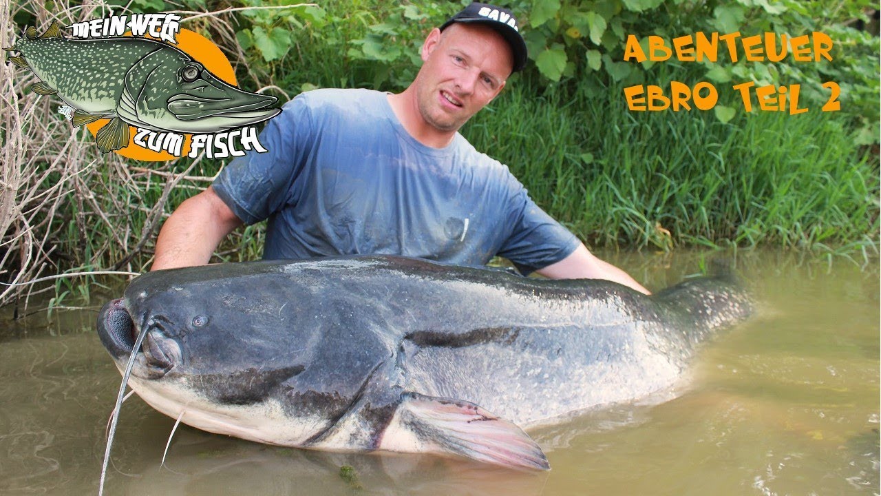Abenteuer Ebro Waller Teil 2 - Die Drillparty geht weiter!