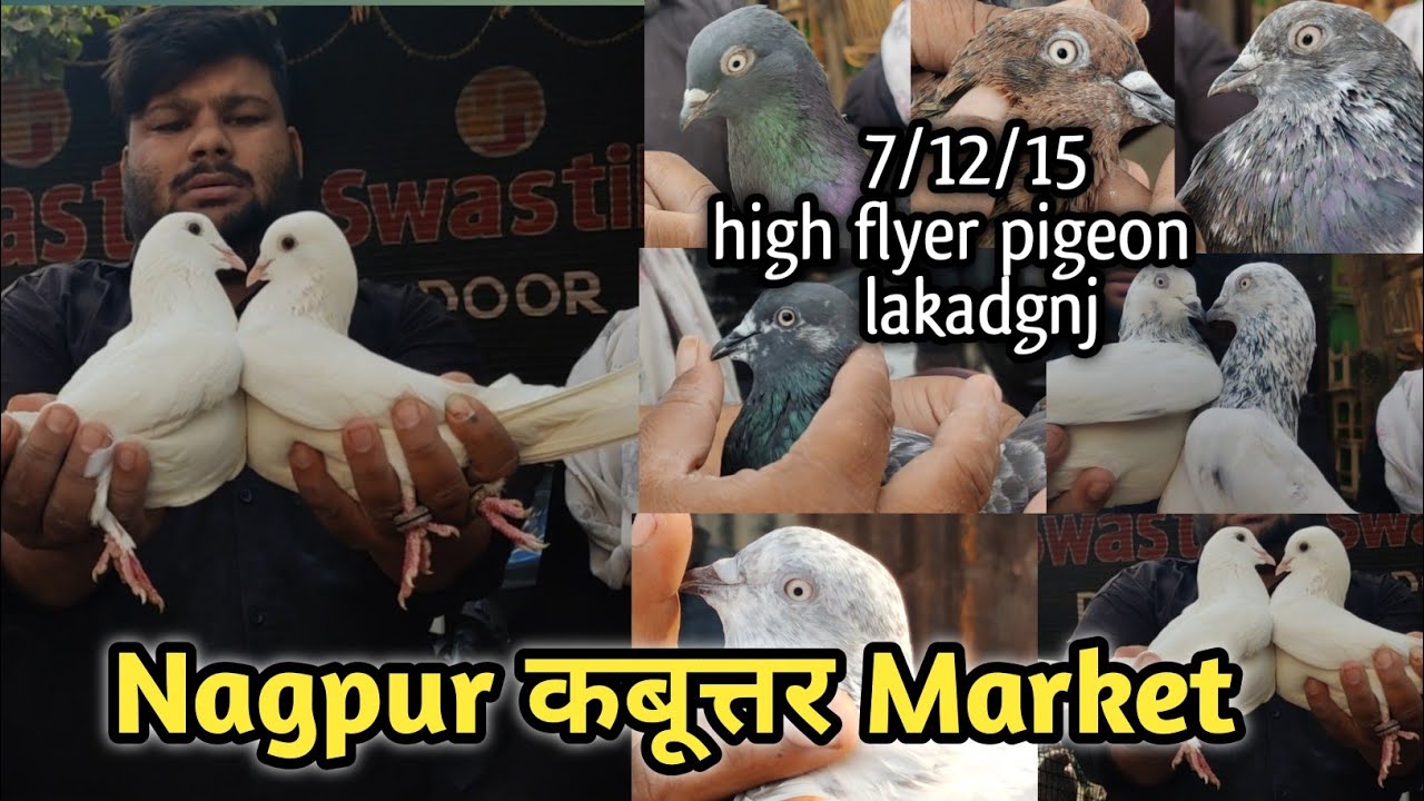 High Flyer Pigeon market in Nagpur 💥 Nagpur Bird Market 😍 कबूत्तर बाजार नागपुर 