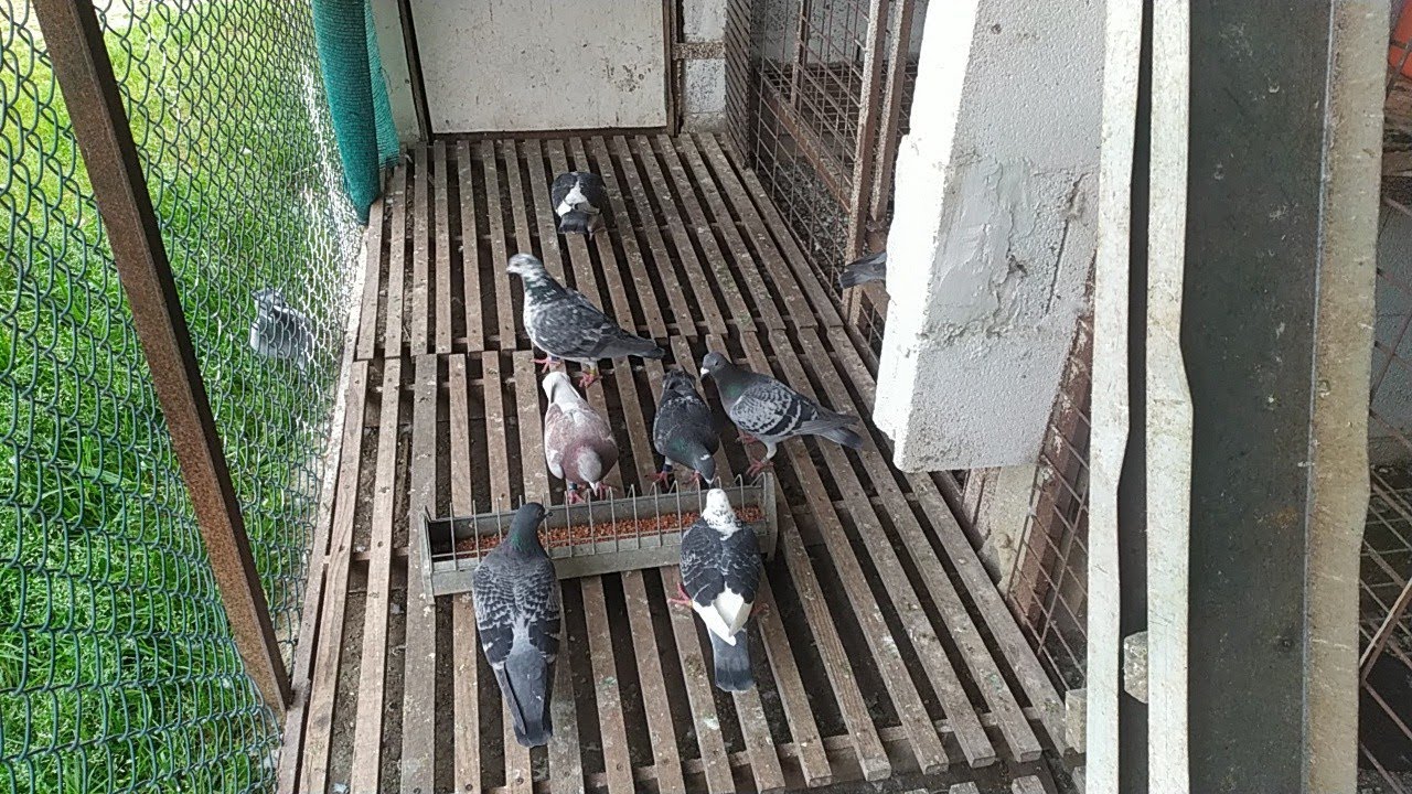 ضاع ليا دكر ممتازة ديال المسافة معرفة ملو واش درب صقار 🦅