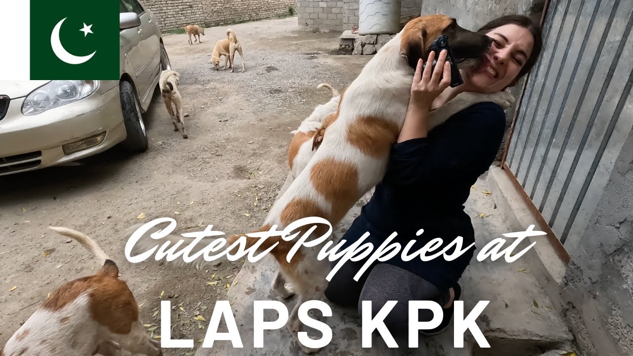 Most inspiring Woman in Peshawar | LAPS KPK Dog Shelter | Pakistan Travel Vlog Episode 27