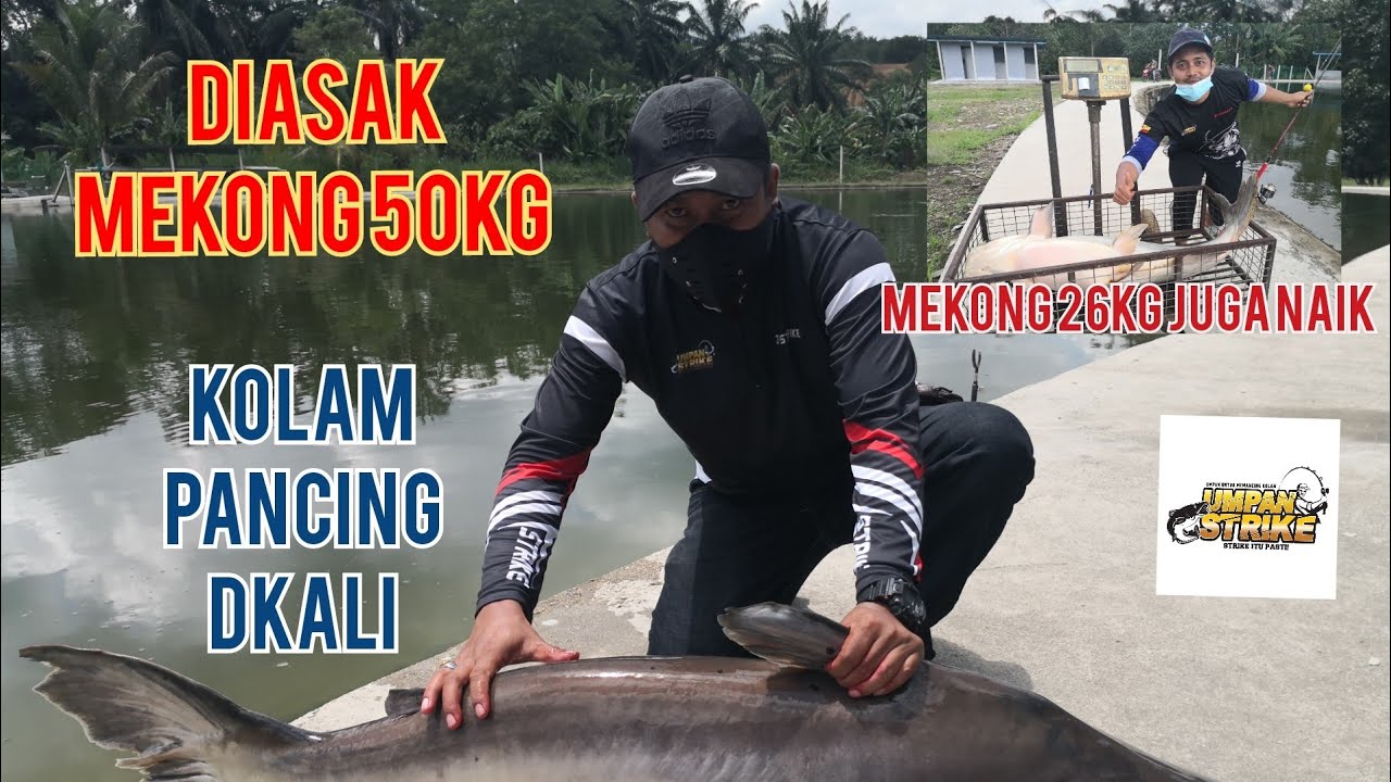 Umpan Strike gasak kolam pancing Dkali