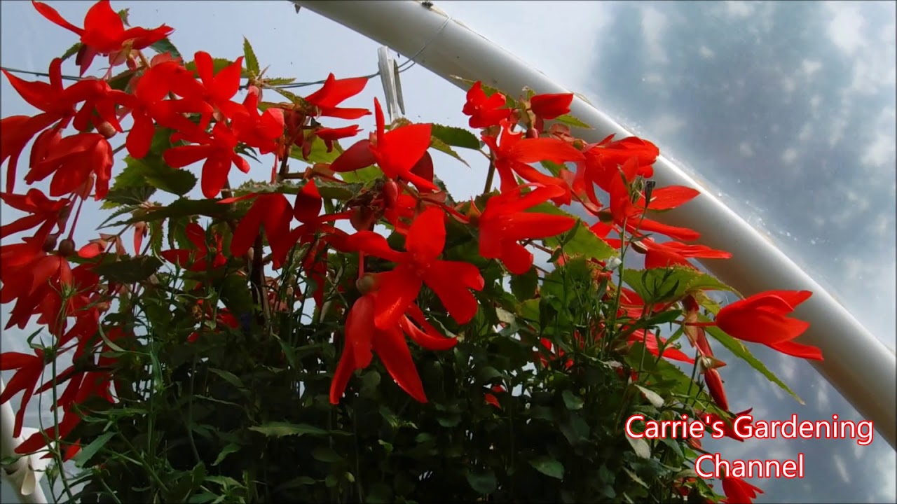 Bossa Nova Begonia, How To Grow Bossa Nova Begonias, How To Care For Bossa Nova Begonias