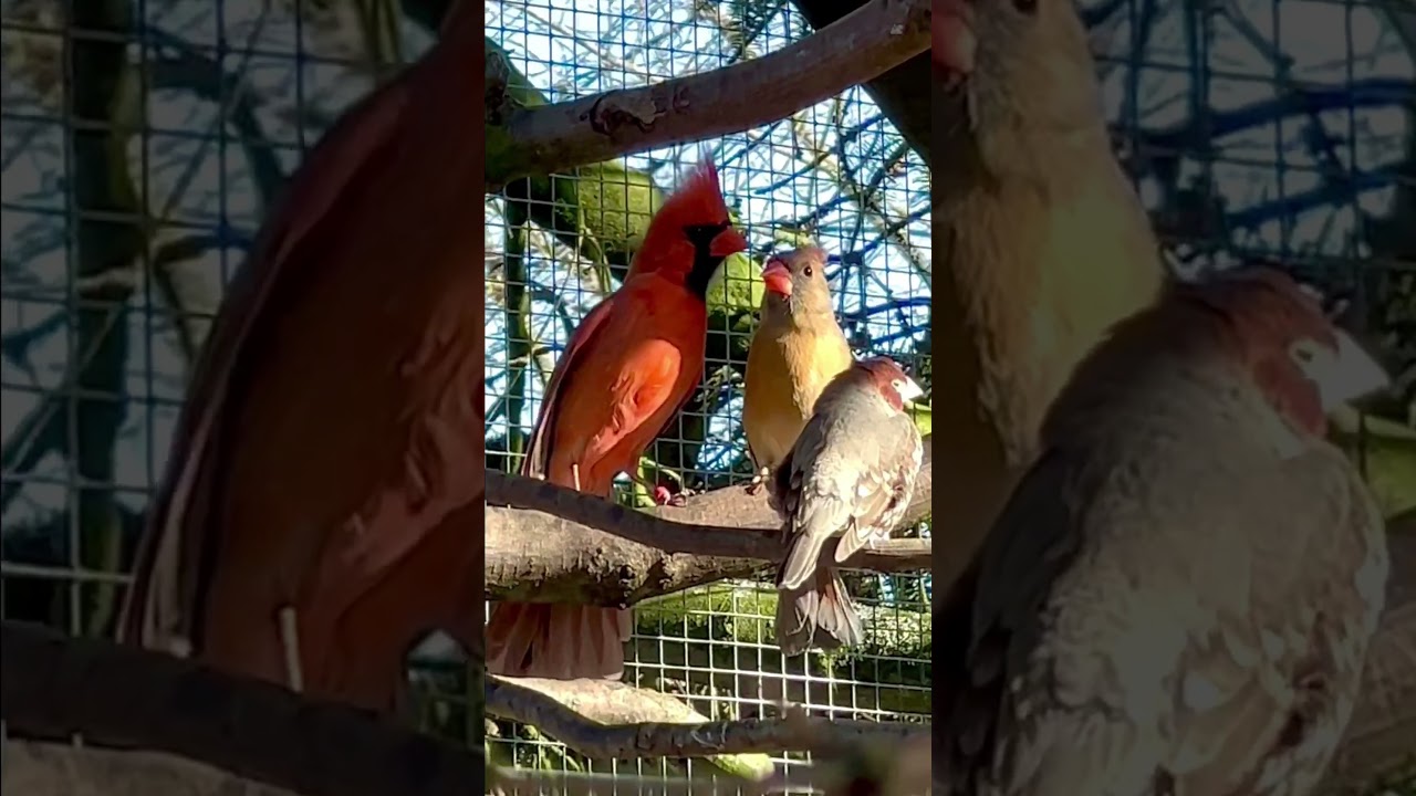 Northern Cardinal Singing to female #nature #bird #birds #animal #pets