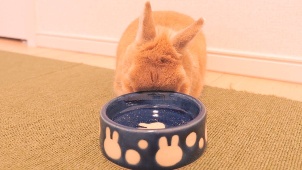 一人お留守番になると落ち込んで食器にめり込みながら寝落ちするウサギ【No.940】