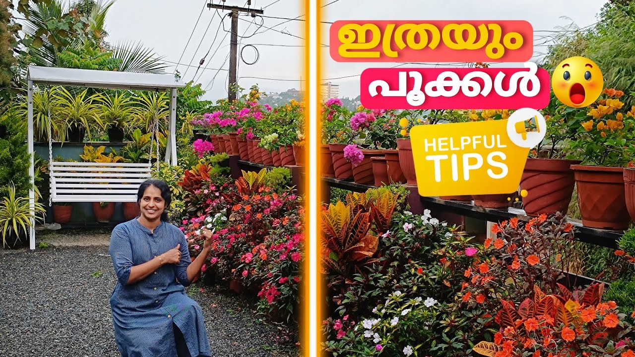 ഒരു ചെടിയിൽ ആയിരം പൂക്കൾ വിരിയിക്കാം/Garden full of flowers 👌👌 ♥️