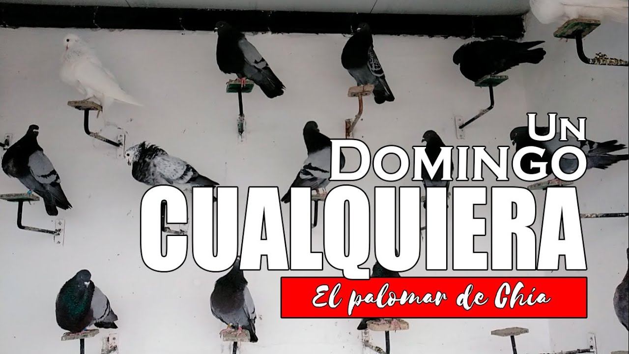 As&iacute; se ve mi palomar de vuelo un domingo cualquiera #palomos #colillanos #Criadordepalomos
