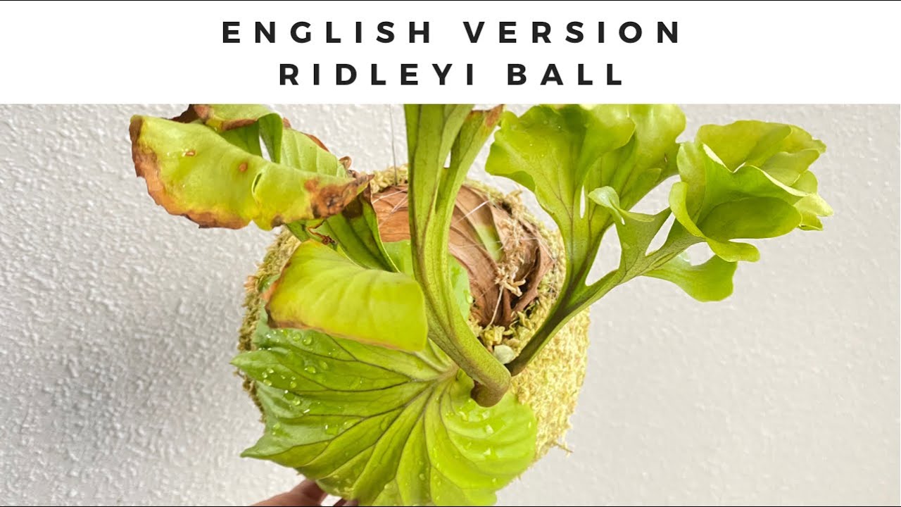 🍀How to make a platycerium ridley ball.  🇬🇧English version🇺🇸