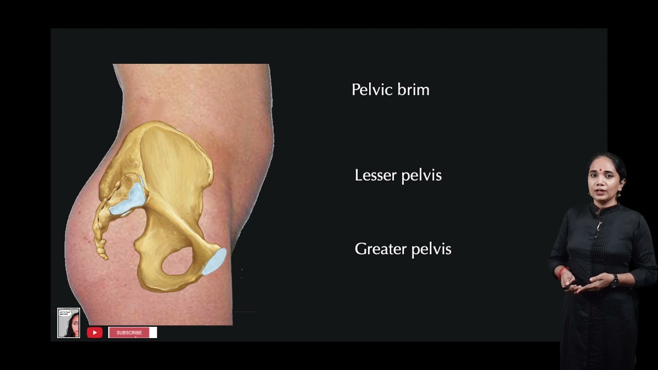 Pelvis: Anatomical position, True and False pelvis