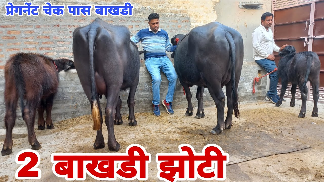 2 बाखडी झोटी प्रेगनेंट चेक पास, अपना डॉक्टर साथ लेकर आए बिक्री के लिए उपलब्ध (98025_14419) 
